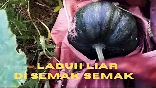 LABUH KUNING TUMBUH LIAR DAN DAN SUBUR DI PEKARANGAN BERBUAH BANYAK