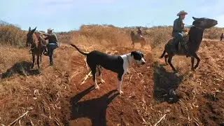 Perros en realidad virtual | VR experience 