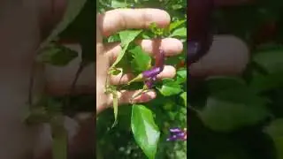 chili purple @apangvlog7817