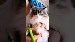 Стрижка когтей у кошки. 