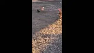 Chicken Feeding Frenzy.