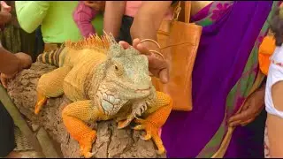 Prani, The Pet Sanctuary Bangalore, Karnataka || All You Need to Know || 2022