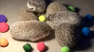 Hedgehog Party