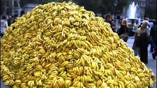 Eating 100 bananas (100 sub special)