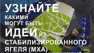 Нестандартные идеи со стабилизированным мхом от зеленыерадости.рф