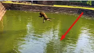 Amazing Monkey Scenes Jump from High Tree and Diving into the Pond | Inside Nature
