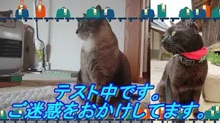 テスト中