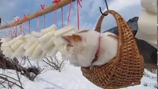 𝟭𝟬𝟬𝟭𝟯𝟭 Замороженная Редька