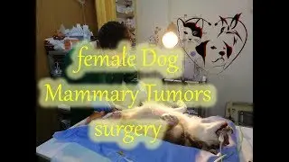 female Dog Mammary Tumors surgery
