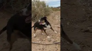 Our Dog Got Attacked By a Cactus!  #offgrid #travel