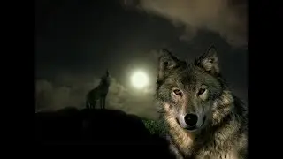 ЧАС ВОЛКА. HOUR OF THE WOLF.