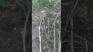 #одессамама