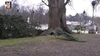 Белка хулиганит в парке