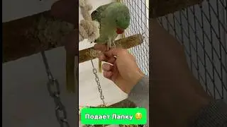 Как здороваются попугайчики 🤣