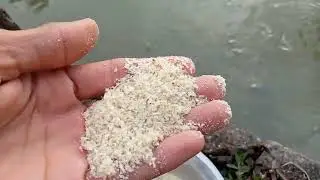 Darak ng Mais para sa mga Tilapia