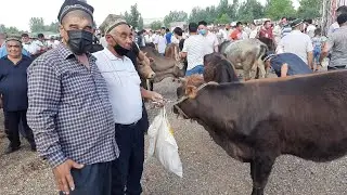 АНДИЖОН БАЛИКЧИ МОЛ БОЗОРИ НАРХЛАРИ 2021 ANDIJON BALIQCHI MOL BOZORI NARXLARI СИММЕНТАЛ АНГУС ОКБОШ