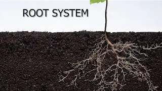 Structure and Basic Functions of Root