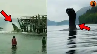 【存在率90%以上！？】メガロドンのヒレか...実在する可能性が高い水棲獣未確認生物UMA８選(ゆっくり解説)#.110
