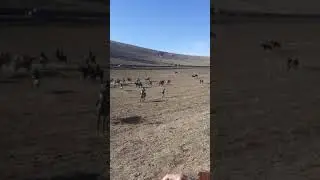 Бузкаши дар н Балчувон дехай файзобод