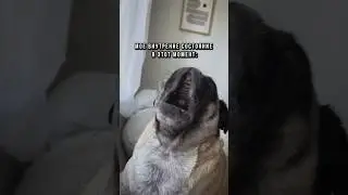 Да как так то! 🤬 #рыбалка #мемы #юмор #поклевка #голавль