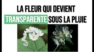 La fleur qui devient transparente sous la pluie : Diphylleia grayi