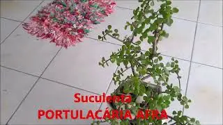Suculentas e vasos