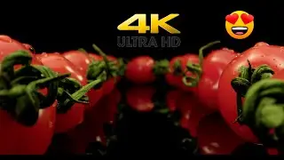 Red tomatoes in a row macro - 4k video