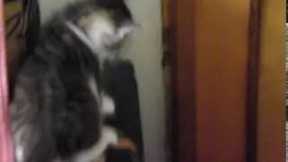 Котятки