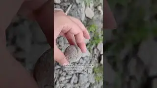 Что внутри камня? Ломаем конкрецию! 
