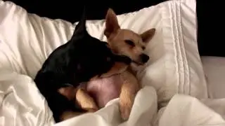 *Puppy Kisses*