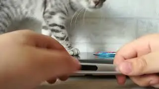 обзор на 2 стилуса с фикс прайса