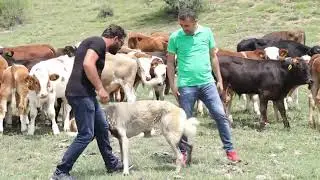 CENGİZ ÇAYLI İLE BESİCİLİK ÜZERİNE SOHBET