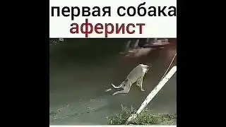 НОВЫЕ ПРИКОЛЫ ПРО ЖИВОТНЫХ!!! ОКТЯБРЬ 2019!!! СМЕШНО ДО СЛЕЗ!!