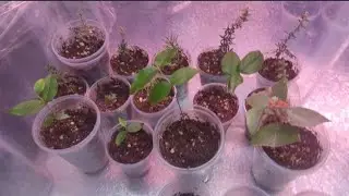 Будни цветовода. Малыши адаптируются. Кого пересадила зимой 🌱