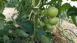 Лето: сад, огород, обзор.