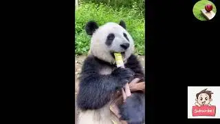 New Funny Animal 😅 |  Funniest Cats and Dogs Videos 😺🐶 ||