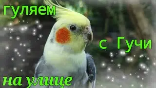 Попугай корелла гуляет на улице!Корелла Гучи в шлейке!Прогулянка з папугою на дворі