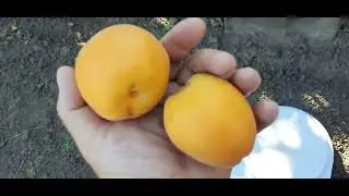 Я думав що мене вже не здивуєш розміром,але ж ні,таки здивували."Голдріч"