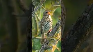Beautiful birdsong - The Song Thrush's captivating melody