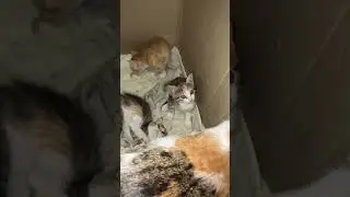 mother cat is very tired 🐈❤️🐈‍⬛ 