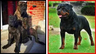 Qual o melhor cão de guarda do mundo???