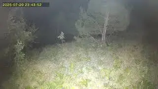 Fotokapan yaban domuzu