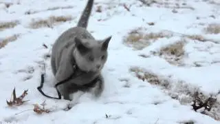 Russian Blue Cat 