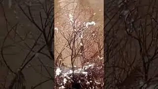 Что то внутри🦖#shortvideo #речка