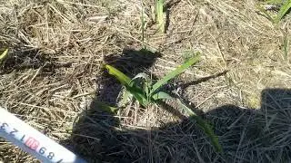 РОКАМБОЛЬ 3 МАЯ