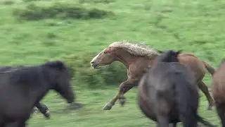 Лошади. Семейное разногласие