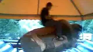 rozzo sul toro sacatenato