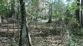 Mississippi swamp scene