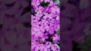 Флокс шиловидный   Phlox subulata 1