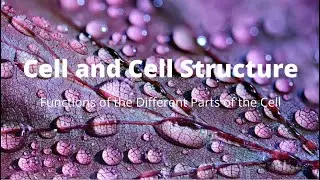 Functions of the Different Parts of the Cell I Biology Online Class
